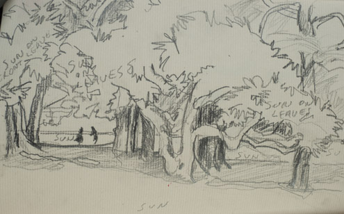 Sketch of Moreton Bay Fig by Gretchen Kaye